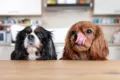 Low Fat Dog Food: A Smart Choice for Healthier. Happier Aussie Dogs