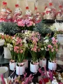 iris florist flowers sydney