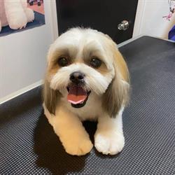 Sweet Az Dog Grooming