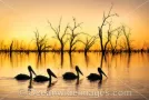 Pelicans in the outback