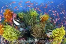 Underwater Reef