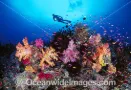 Diver exploring Coral Reef