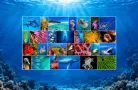 Marine and Wildlife Images