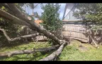 Emergency tree removal
