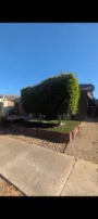 Hedges