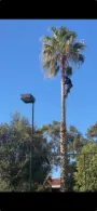 Palm tree trimming
