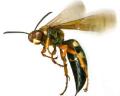 Bee Wasp Removal Melbourne